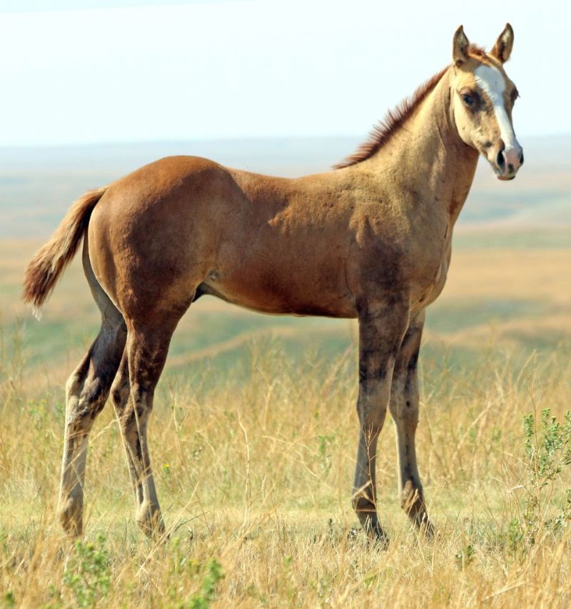 051 - Bunny Cisco colt